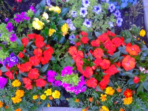 Colorful flowers.