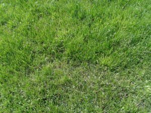 Green grass.