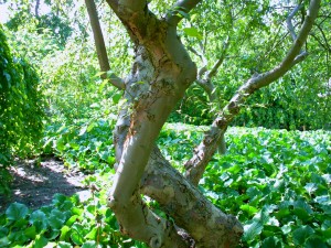 Tangled tree.